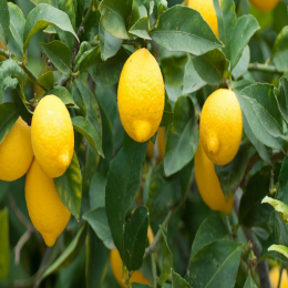 SBJEI-FRESH ADA LEBU CITRUS LEMON